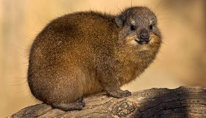 Hyrax_04