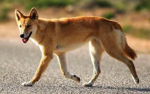 dingo