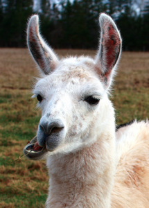 Llama-chewing